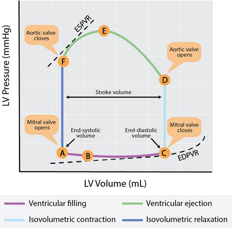 right ventricular pressure volume loop.